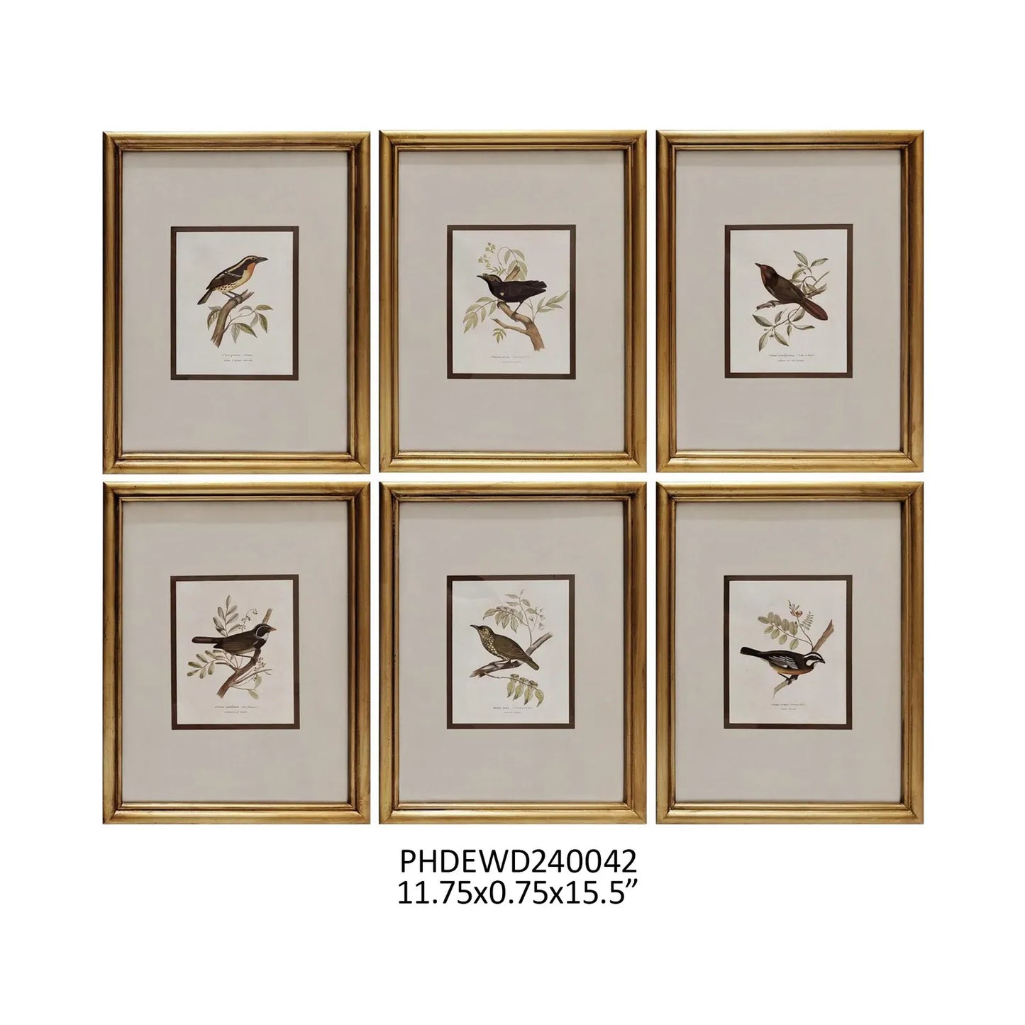 Bird Watcher Framed Collection Prints, Set of 6