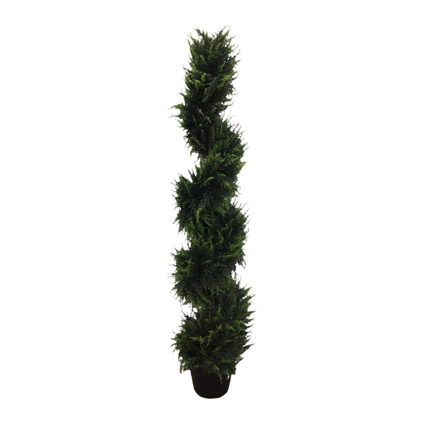Spiral cedar Tree Potted 60"