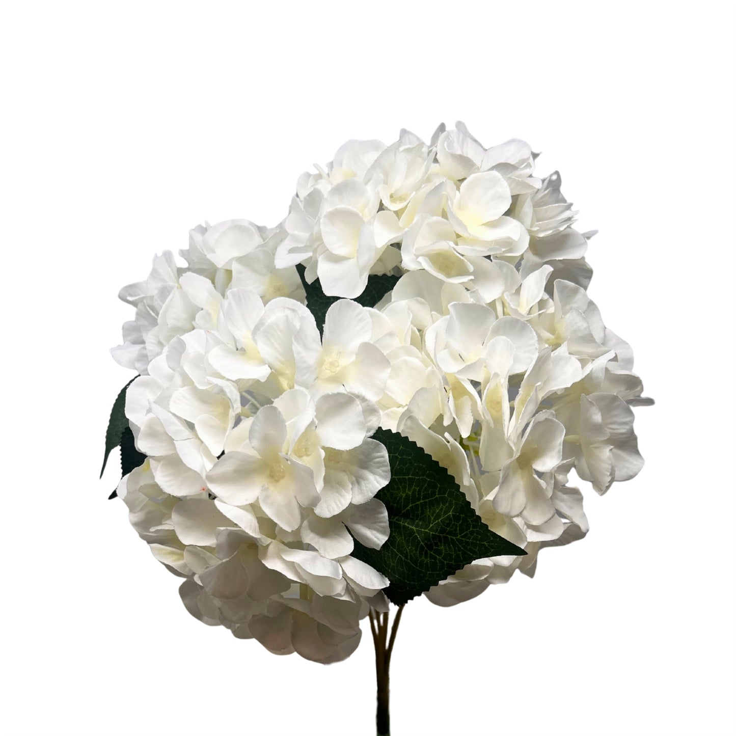 English Garden Hydrangea Bush -17" - Cream