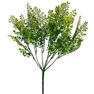 Mini Maidenhair Fern Bush - Yellow/Green