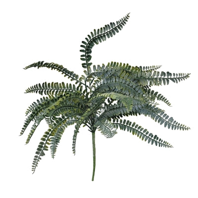 Garden Fern Bush 18"