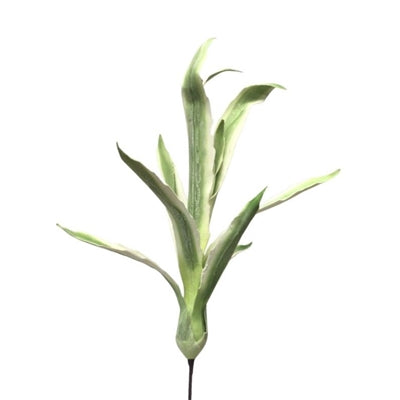 Wild Yucca Plant 42'' LT. Green