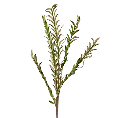 Wild String of Dolphins Spray Green/Burg. 43.25"