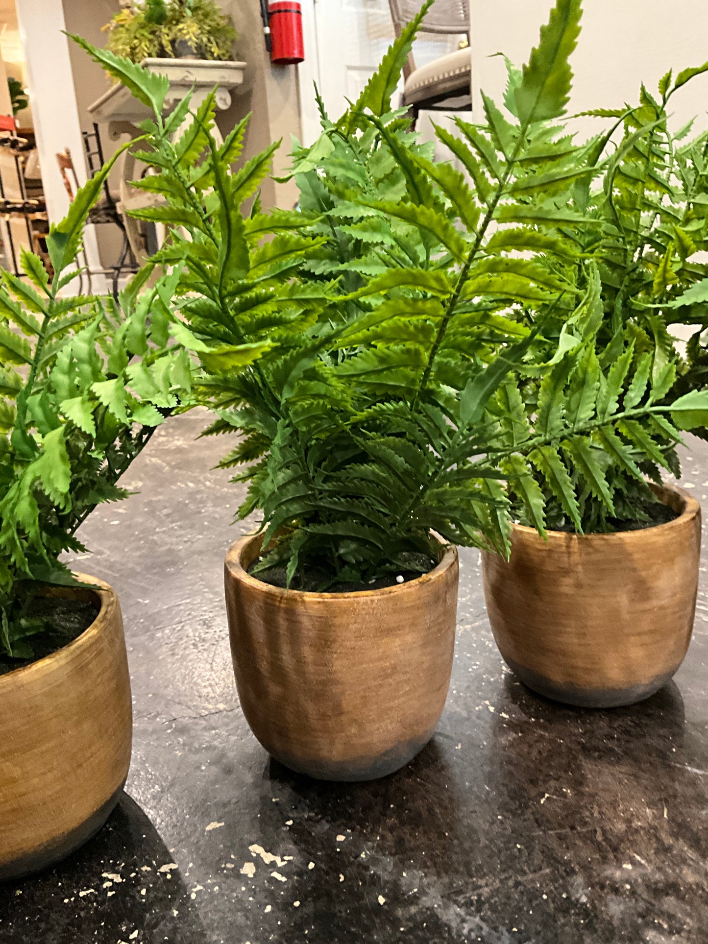 12” Fern in Weathered Cement Pot