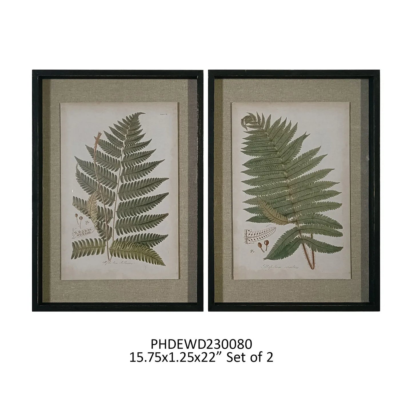 Fern Botanical Print