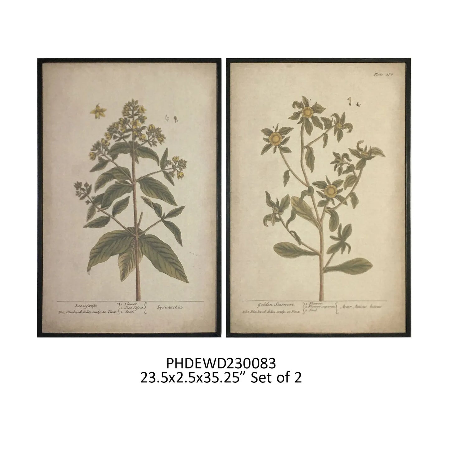 Grand Botanical Prints, Set of 2