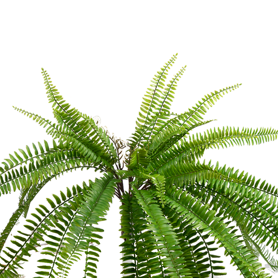 30” Boston Fern