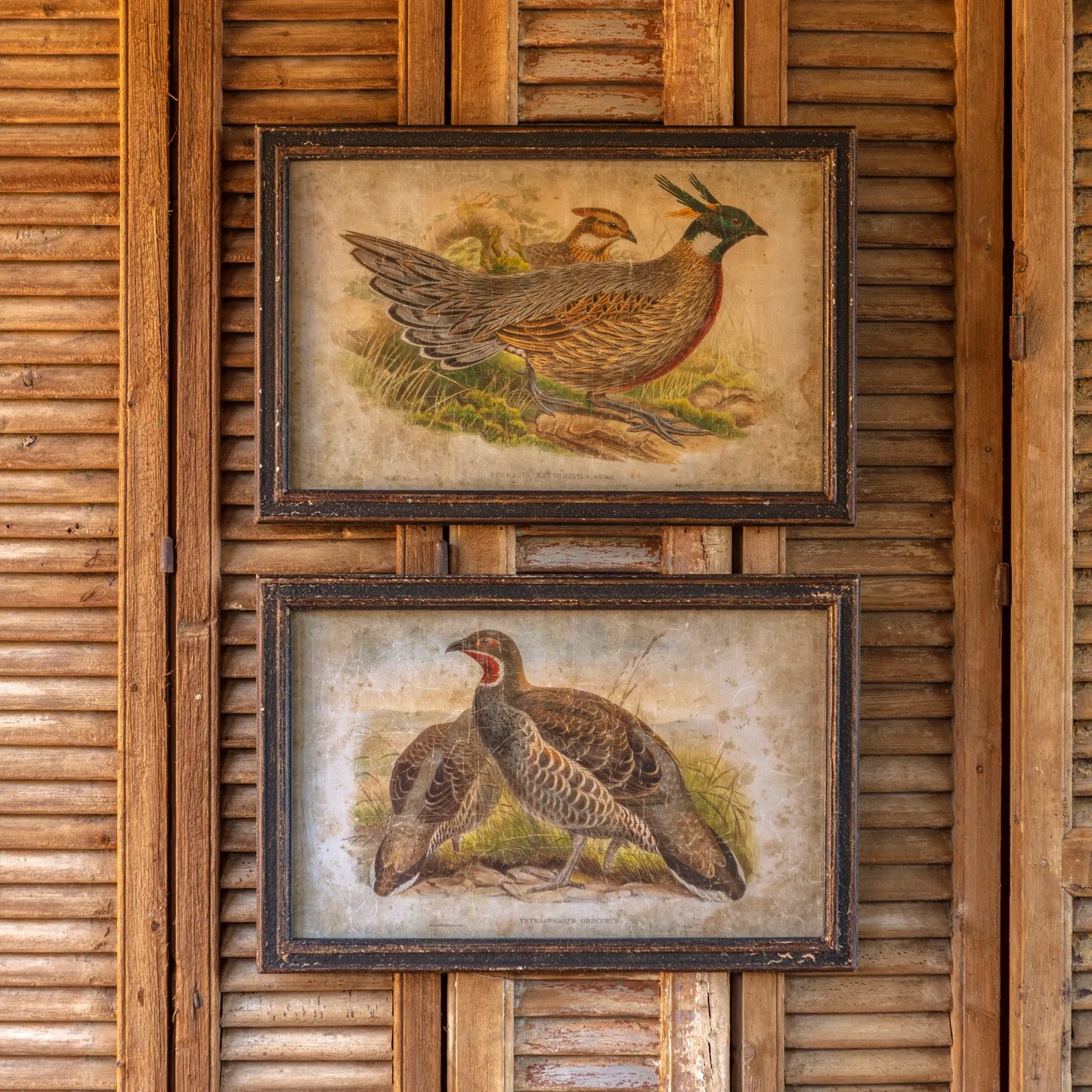 Pheasant Prints