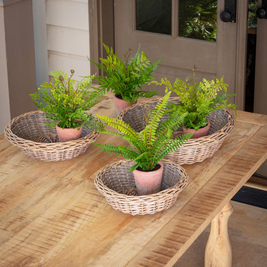 Potting Shed Fern