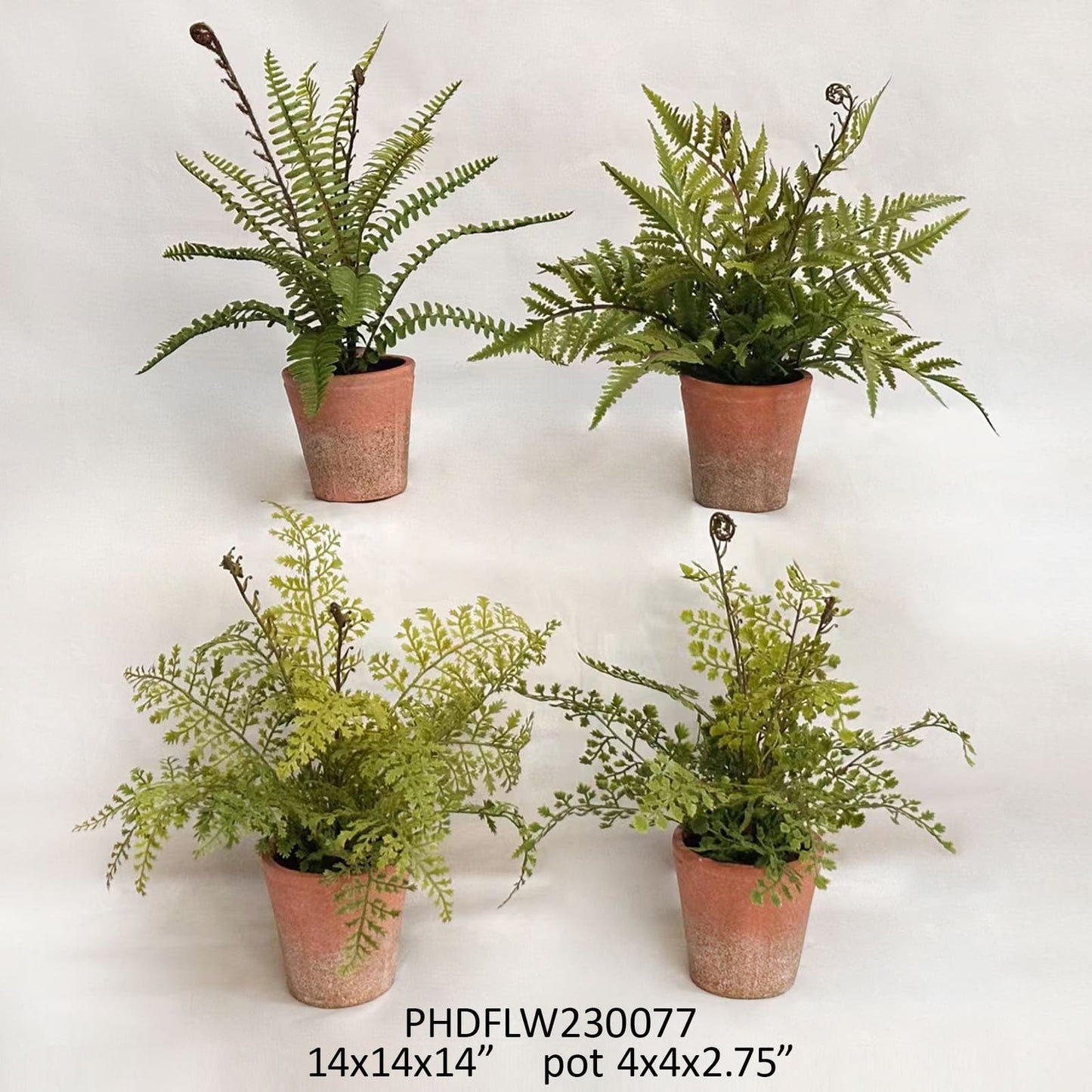 Potting Shed Fern