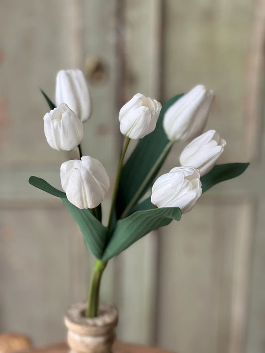 Triumph Tulip Bundle - White