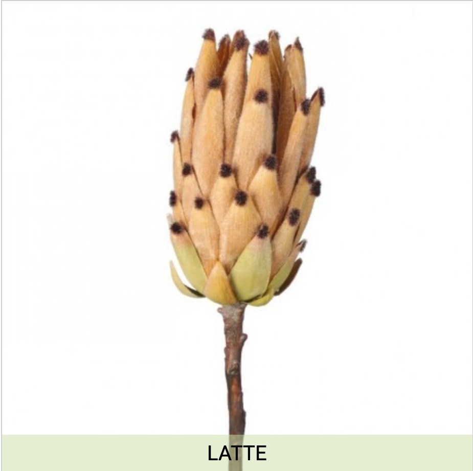 Young Protea Stem 20"