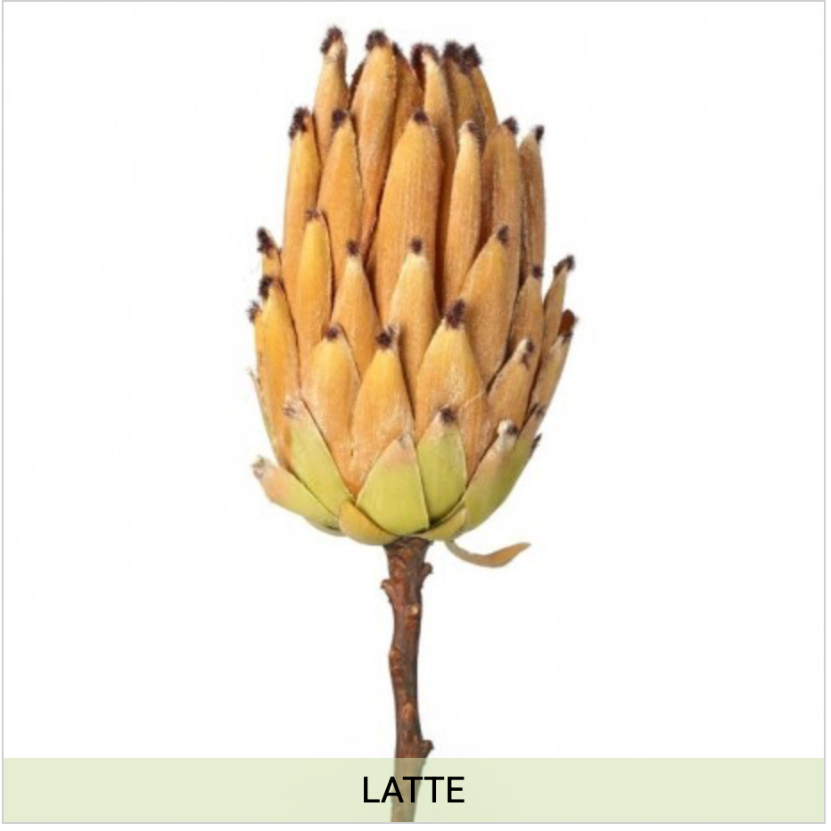 Mature Protea Stem 21.5"