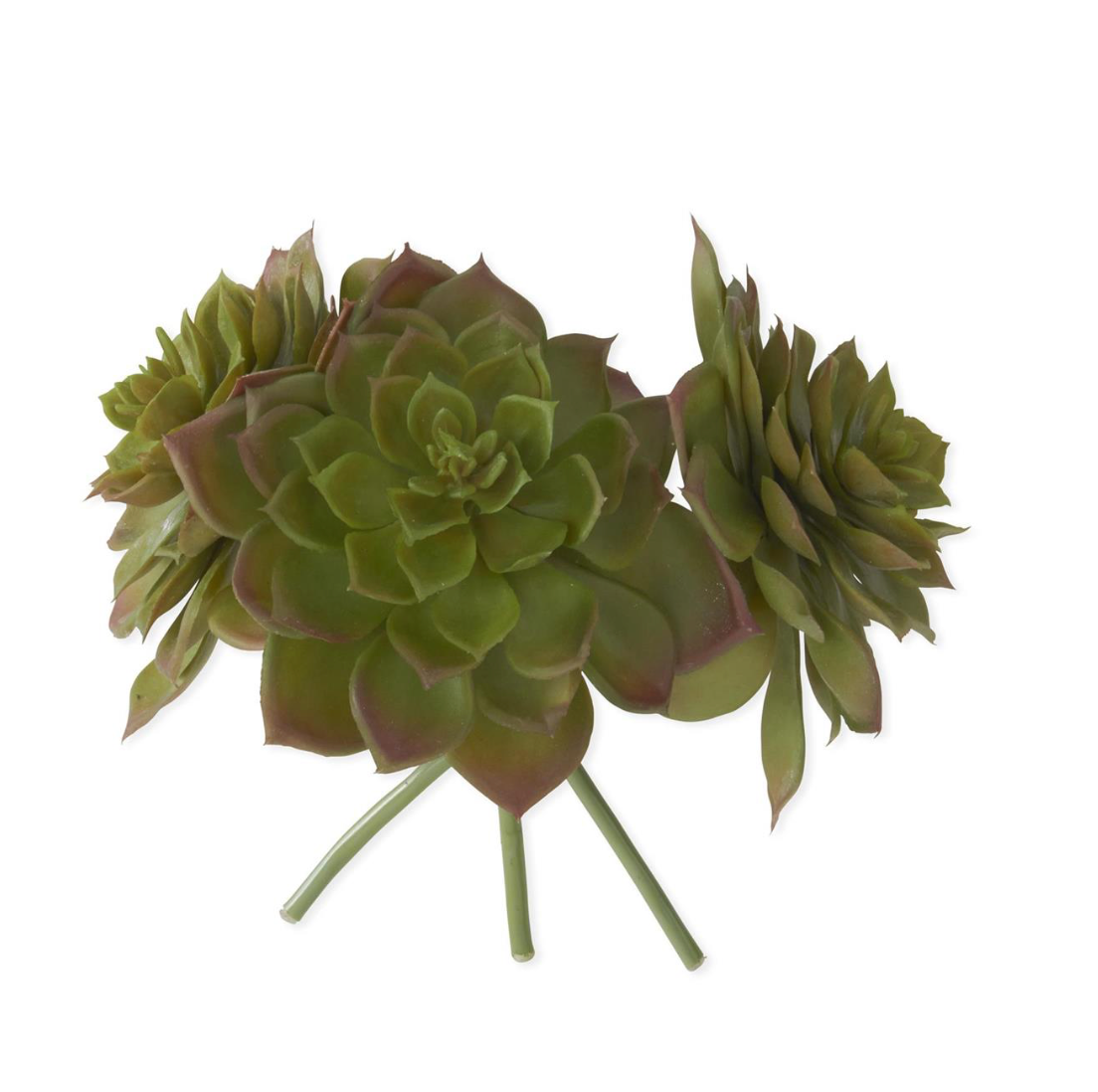 8" Green w/Burgundy Edge Succulent Bundle