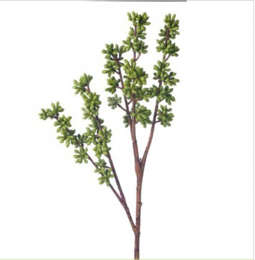 SEDUM NUT SPRAY 20"