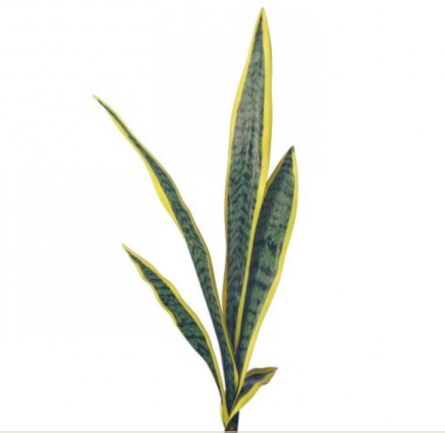 SNAKE PLANT 25"