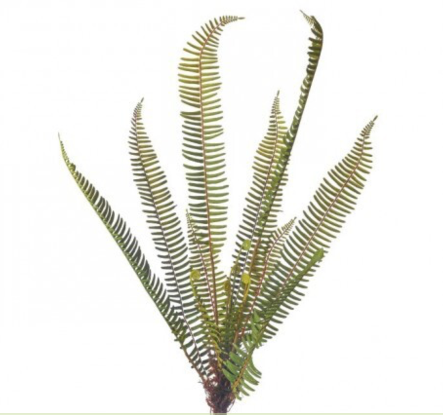 ROOTED FERN PLANT 31"