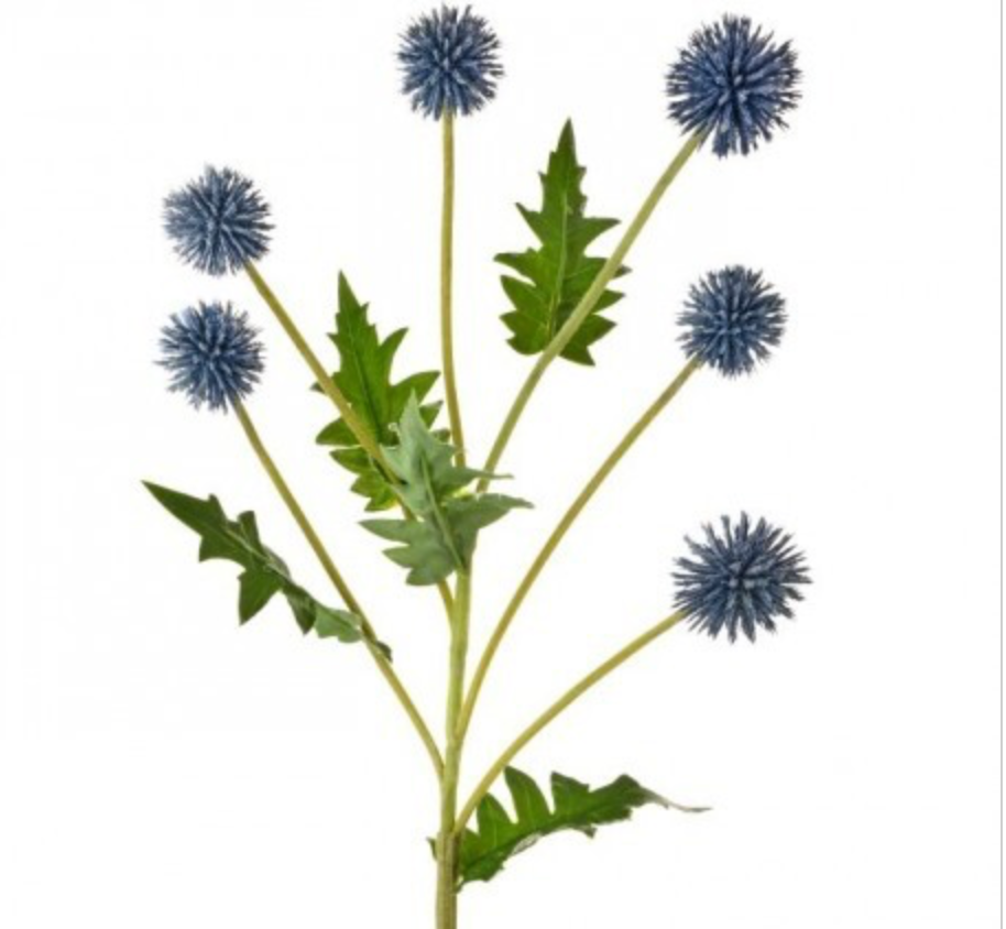 ECHINOPS SPRAY 24" - Blue