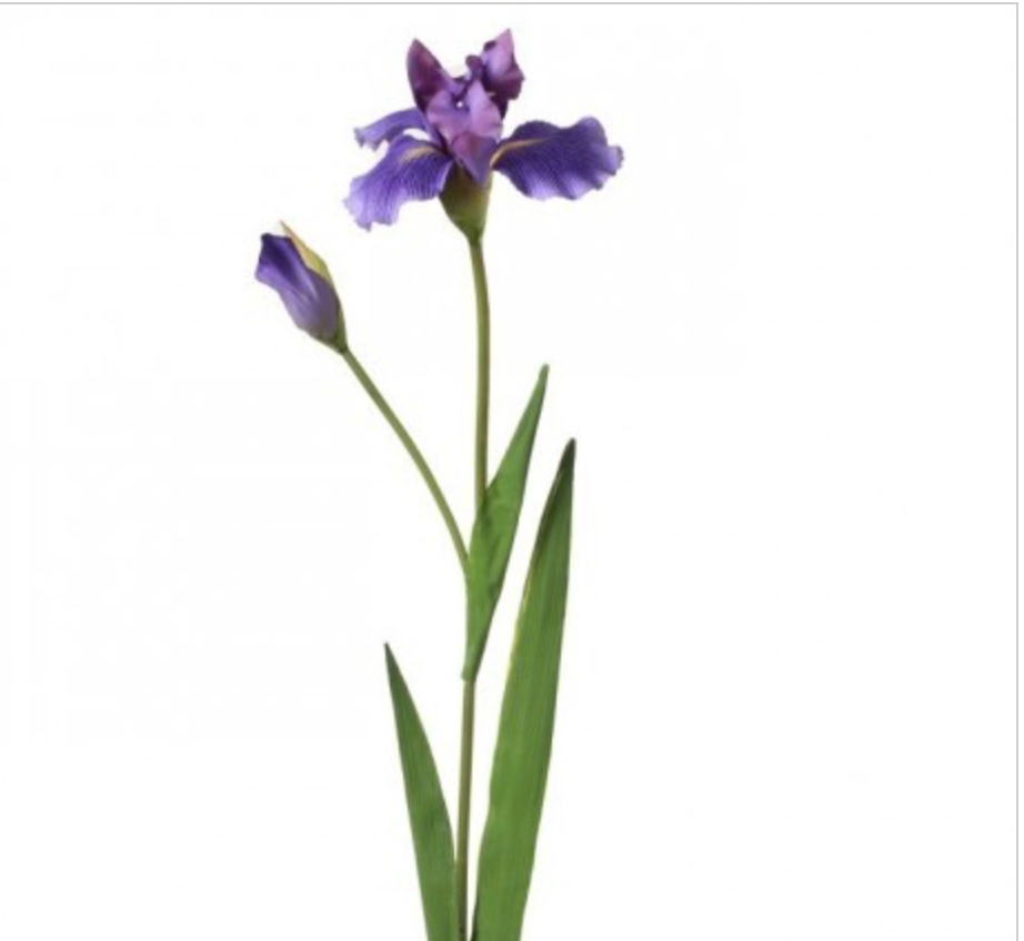 Violet DUTCH IRIS + BUD 28"
