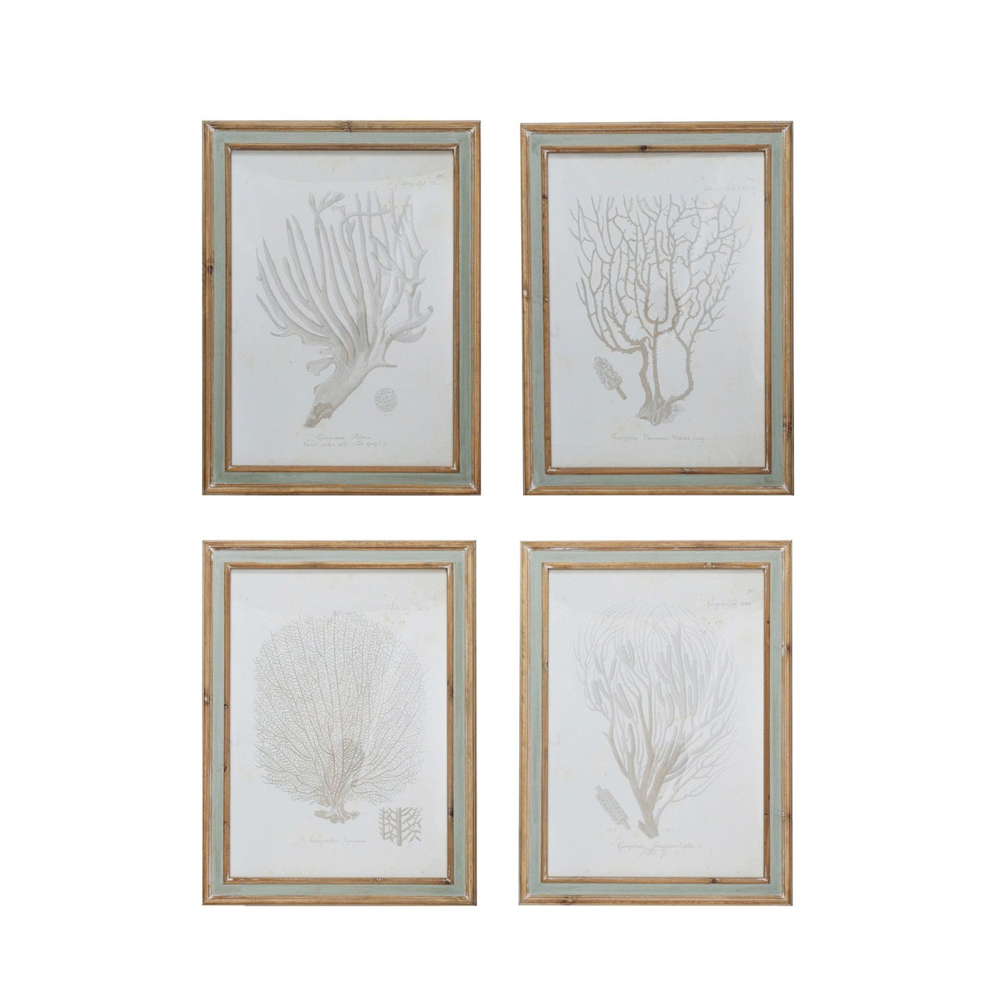 Wood Framed Glass Wall Décor w/ Coral Image, 4 Styles