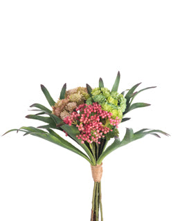 Mixed Succulent Bundle