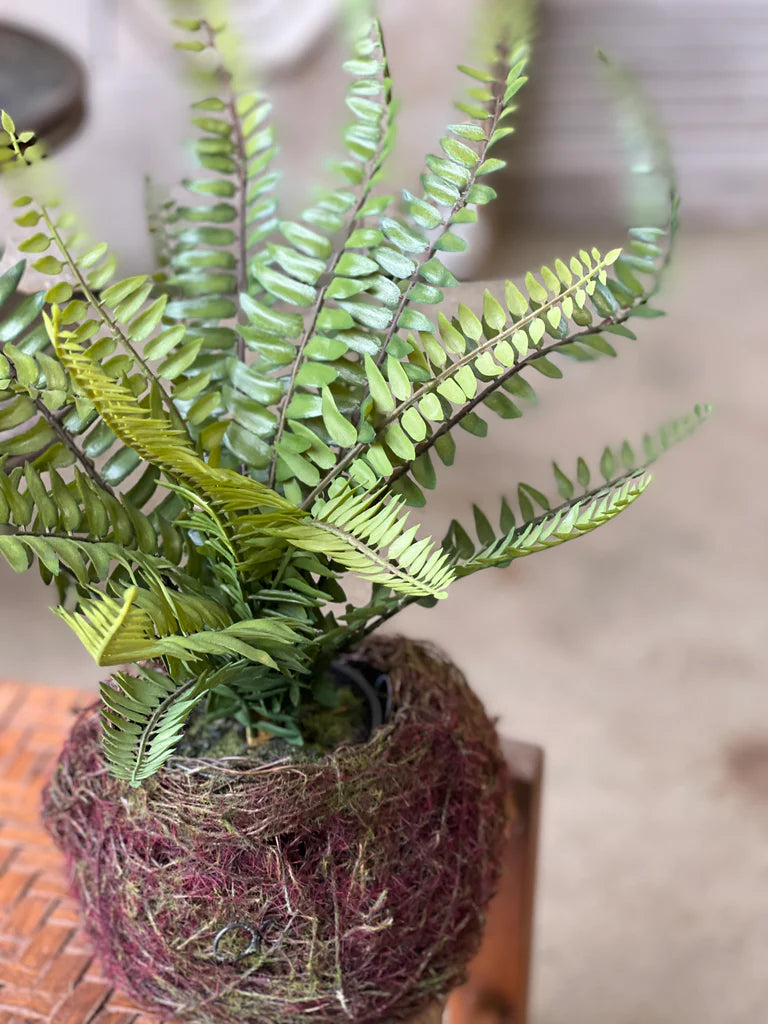 Nested Boston Fern | 14"