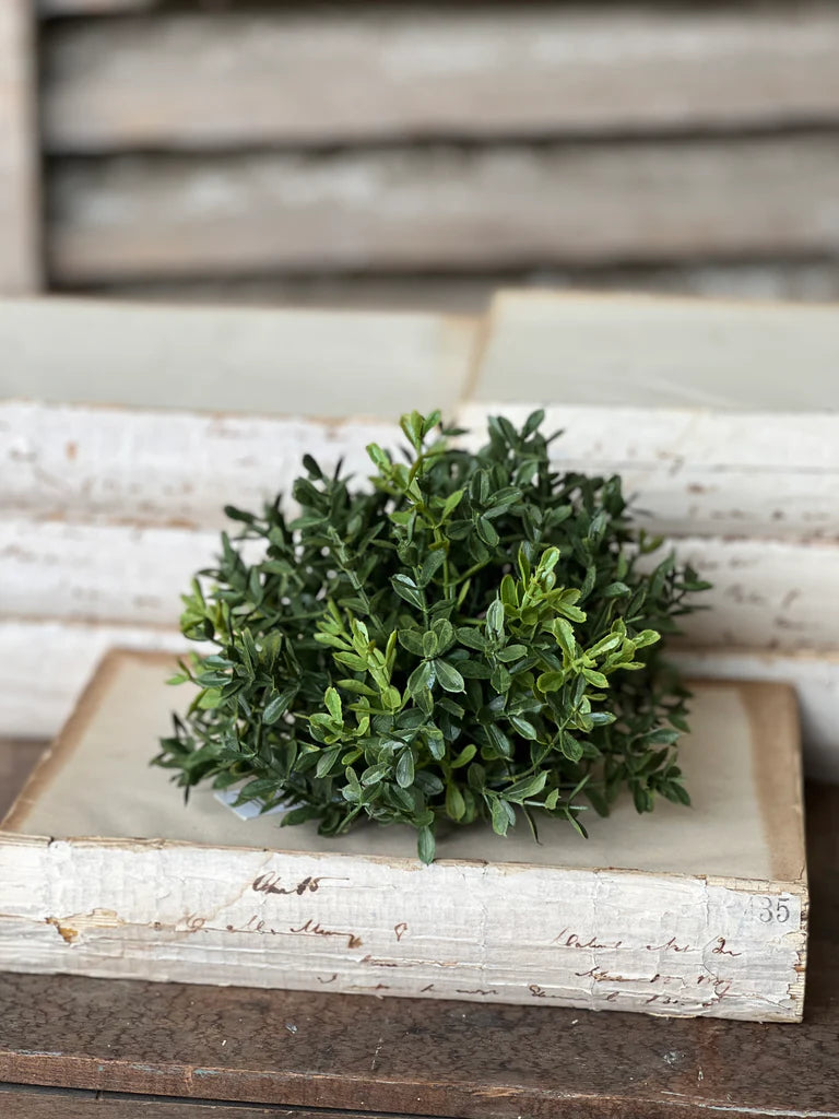 New England Boxwood Half Sphere | 7"