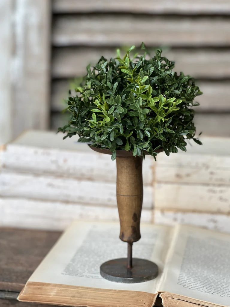 New England Boxwood Half Sphere | 7"
