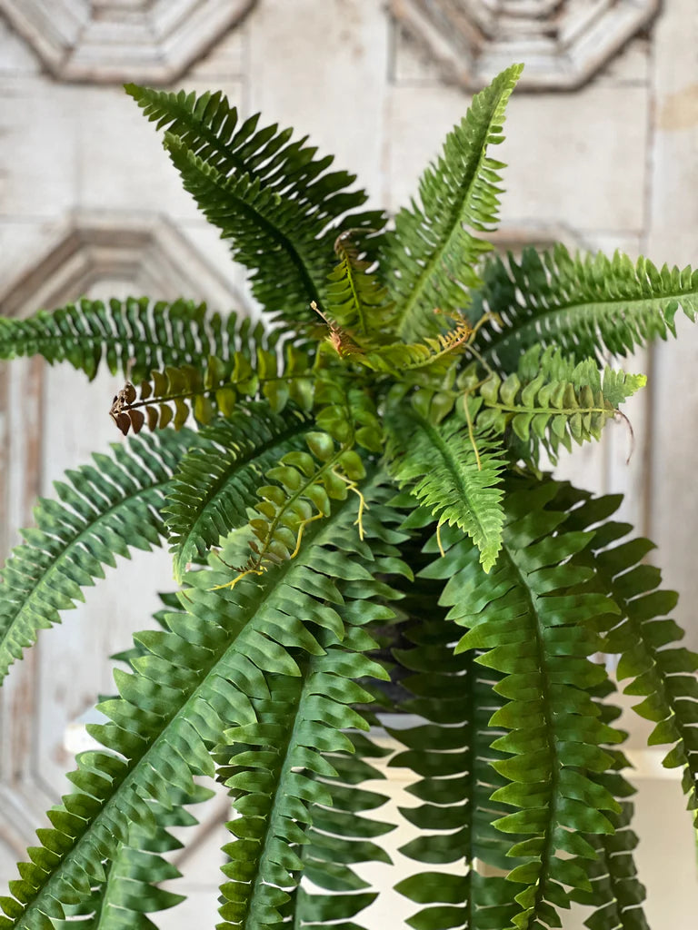 Niagara Fern Hanging | 36"