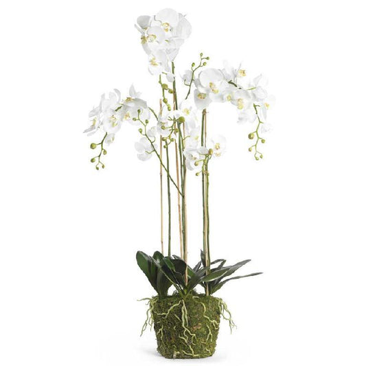 52" White Orchid w/Moss Base & Exposed Roots