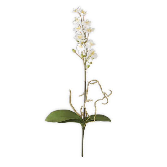 21" White Orchid Stem w/Roots