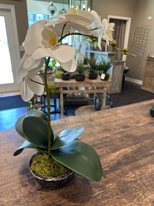 Orchid in Found Stone Bowl