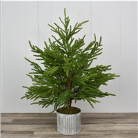 28" Norfolk Pine Tree In Galvanized Whitewash Container