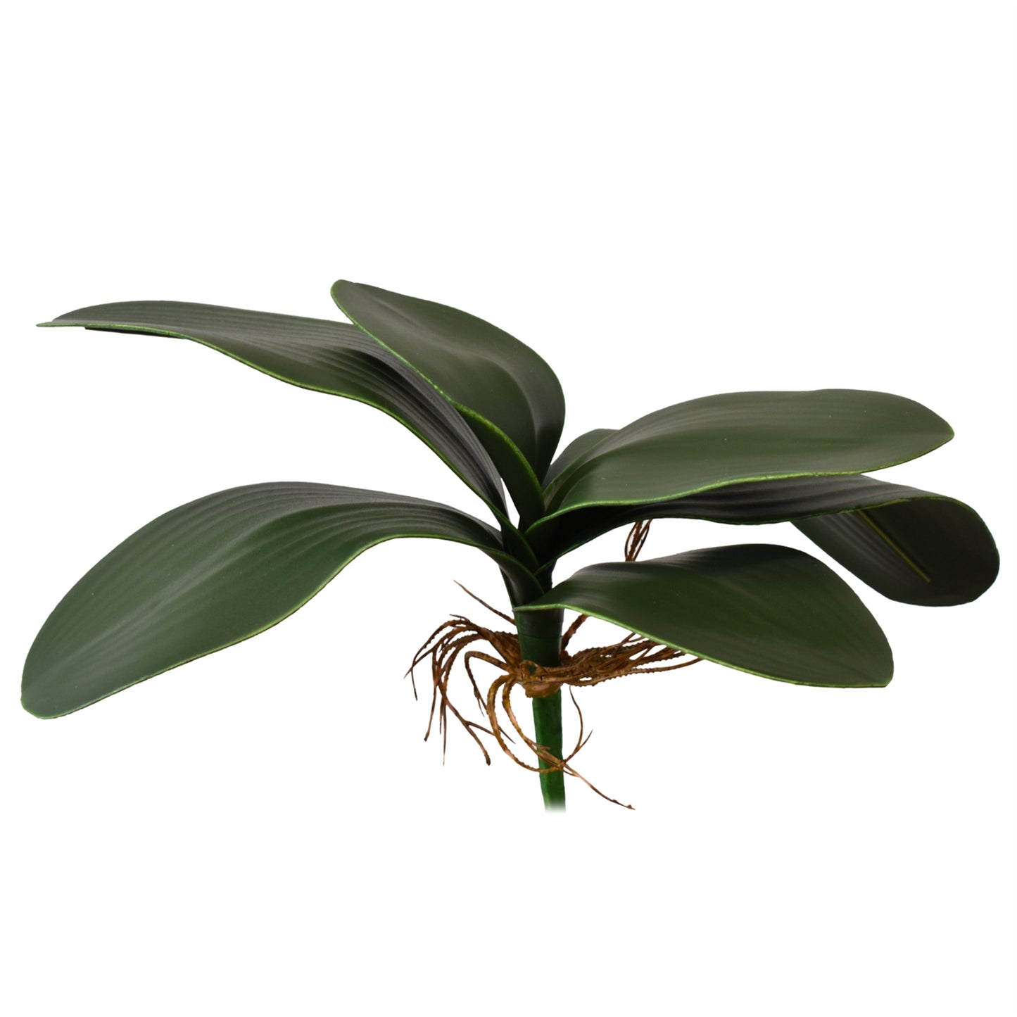 11” Phalaenopsis Plant