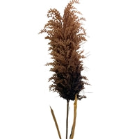 44" Pampas Stem - Brown