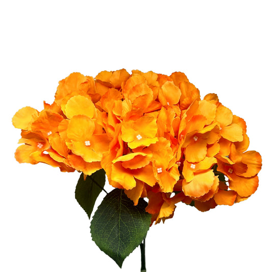 Southern Hydrangea Bush -18'' -Orange