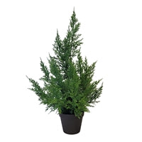 Fresh Touch Cedar Tree in Plastic Pot 21"