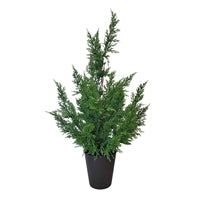 Fresh Touch Cedar Tree in Plastic Pot 29"
