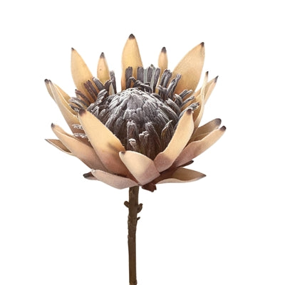 King Protea Stem 20" - Lt. Brown