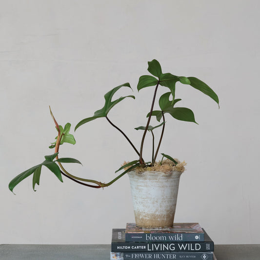 Terra-cotta Planter