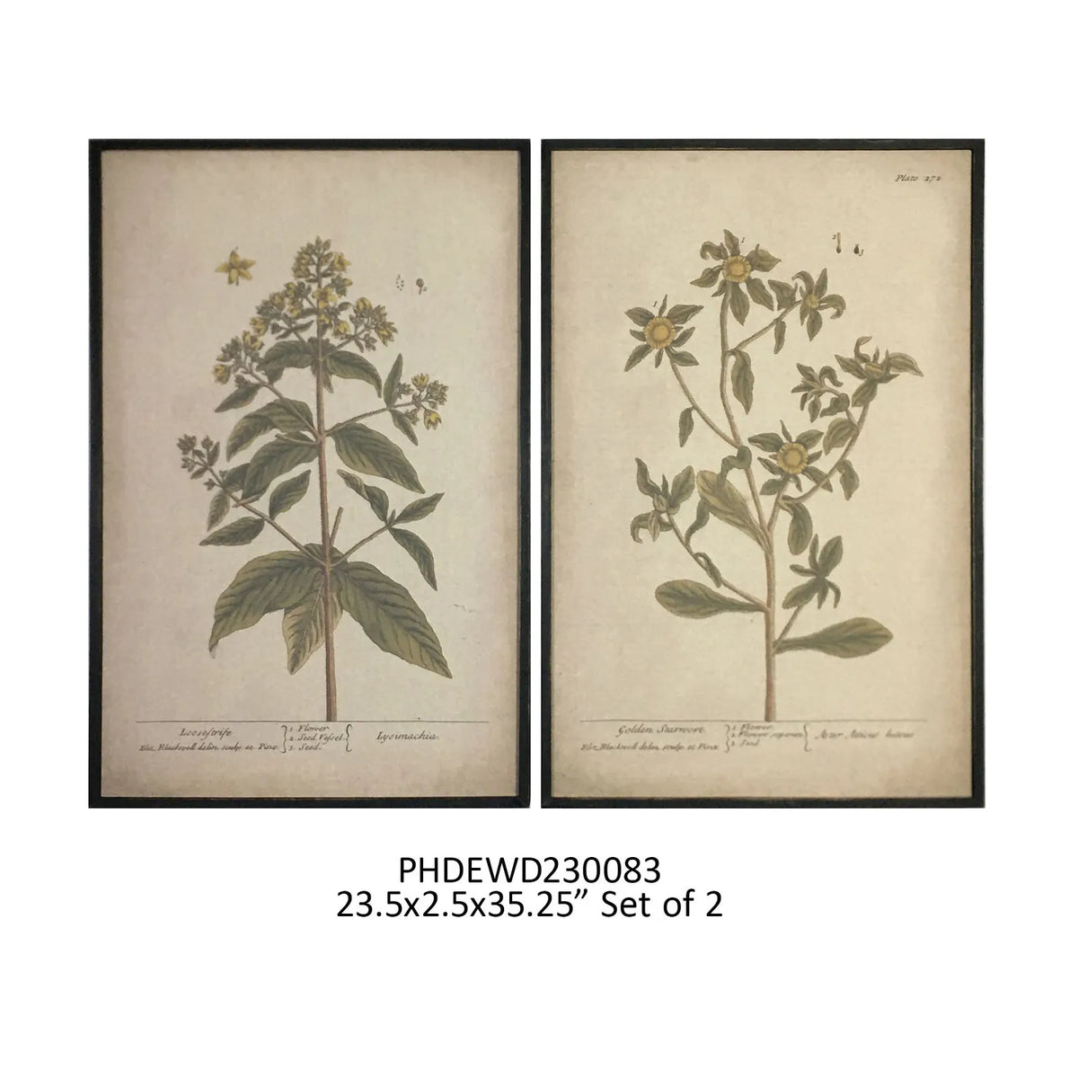 M Reed Hopper Rapanos Grand Botanical Prints, Set of 2 – Hopper-Reed Designs