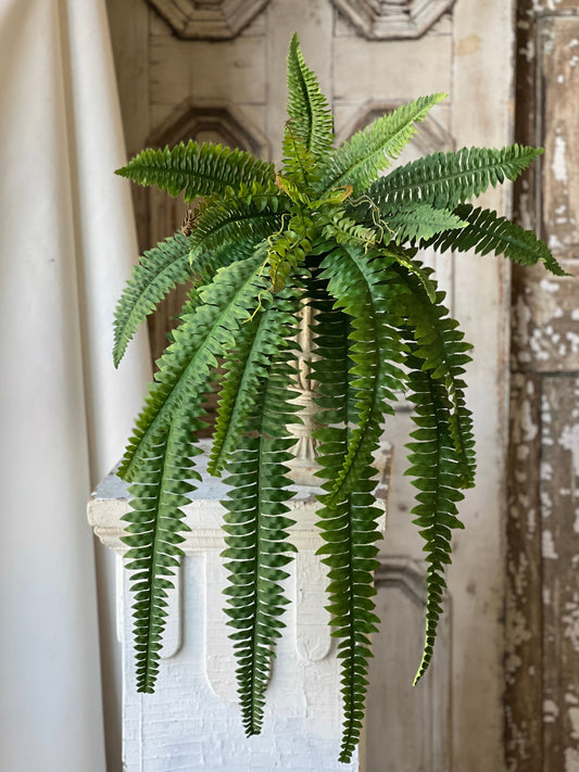 Niagara Fern Hanging | 36" |