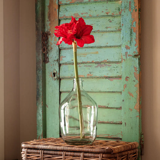 RUBY PETITE AMARYLLIS 29"