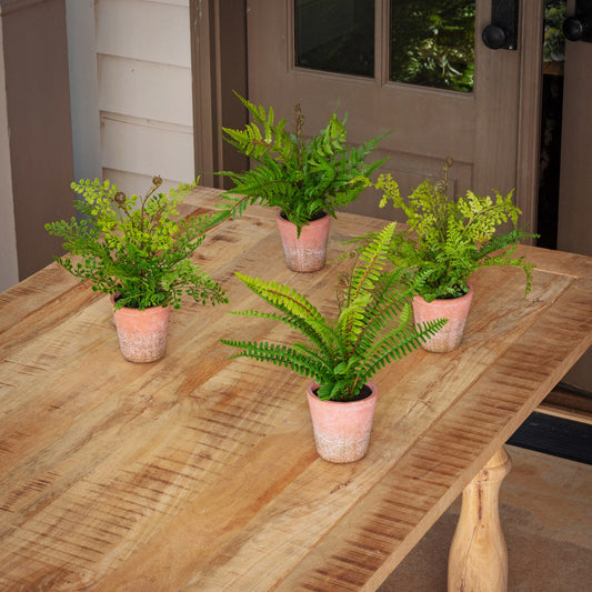 Potting Shed Fern