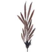 30" PHEASANT FEATHER SPRAY 