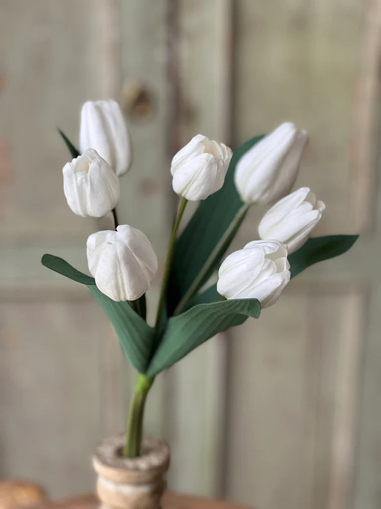 Triumph Tulip Bundle - White