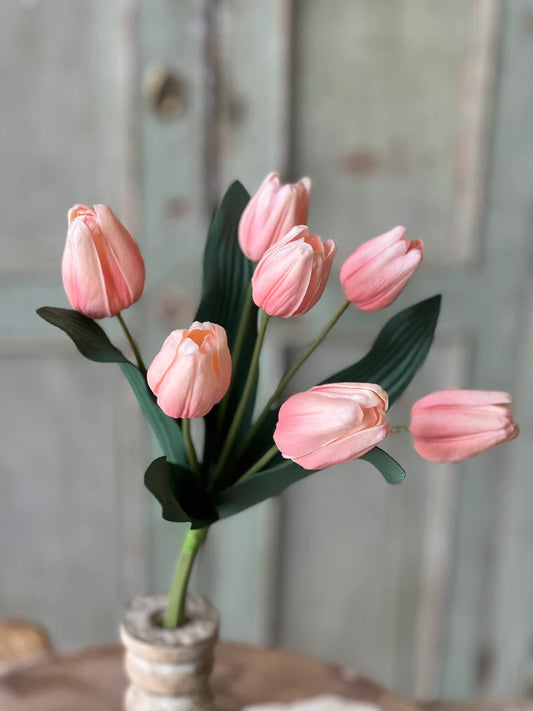 Triumph Tulip Bundle - Sorbet