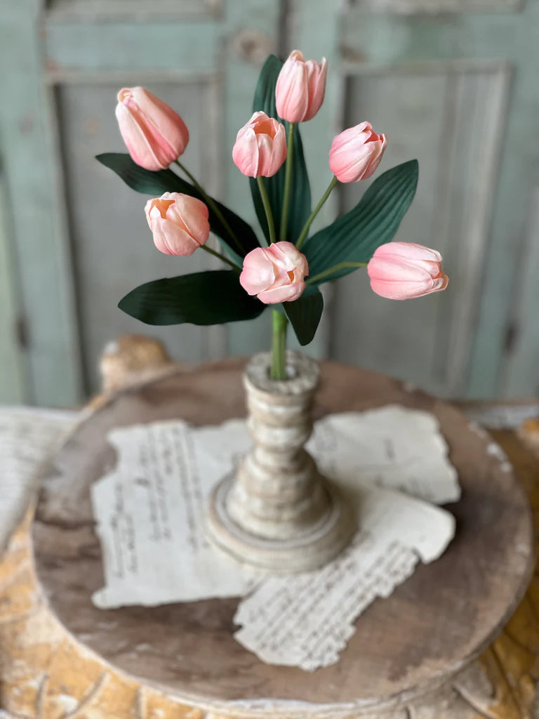 Triumph Tulip Bundle - Sorbet