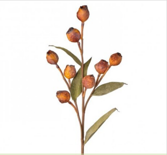 25" JUST DRIED EUCALYPTUS POD SPRAY