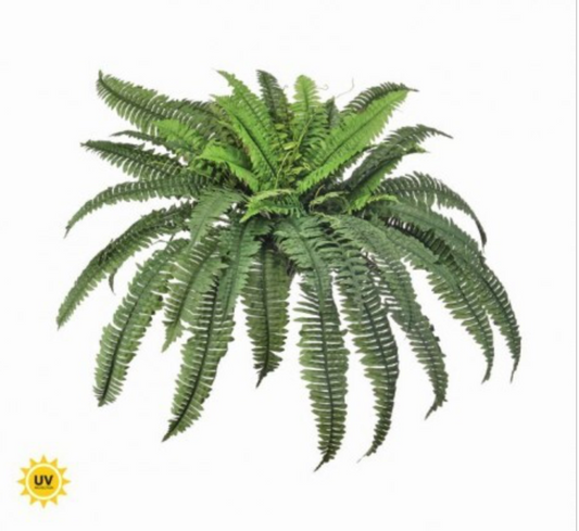 38" UV ESTATE BOSTON FERN